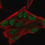 Merck Anti-ZMAT3 antibody produced in rabbit