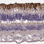 Merck Anti-ROM1 antibody produced in rabbit