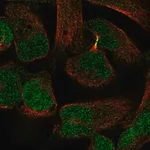 Merck Anti-PKNOX2 antibody produced in rabbit