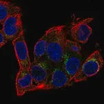 Merck Anti-AIFM2 antibody produced in rabbit