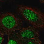 Merck Anti-ZNF300 antibody produced in rabbit