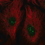 Merck Anti-PRDM15 antibody produced in rabbit
