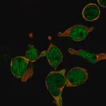 Merck Anti-LMO2 antibody produced in rabbit
