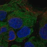 Merck Anti-CD8B antibody produced in rabbit