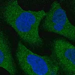 Merck Anti-NRBP2 antibody produced in rabbit