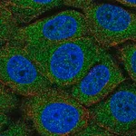 Merck Anti-TMEM254 antibody produced in rabbit