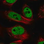 Merck Anti-NR1I2 antibody produced in rabbit