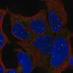 Merck Anti-TBX1 antibody produced in rabbit