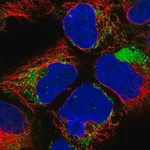 Merck Anti-NDUFA1 antibody produced in rabbit