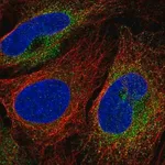 Merck Anti-SCARA3 antibody produced in rabbit