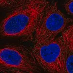 Merck Anti-FAM3B antibody produced in rabbit
