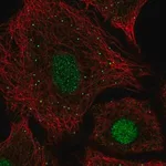 Merck Anti-USF2 antibody produced in rabbit