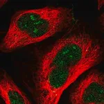 Merck Anti-RRP36 antibody produced in rabbit