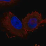 Merck Anti-WRAP53 antibody produced in rabbit