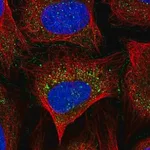 Merck Anti-ABI1 antibody produced in rabbit