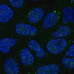 Merck Anti-GALNT14 antibody produced in rabbit