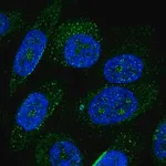 Merck Anti-ZNF586 antibody produced in rabbit