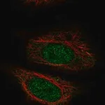 Merck Anti-ZYG11A antibody produced in rabbit