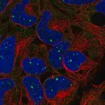 Merck Anti-BMI1 antibody produced in rabbit