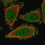 Merck Anti-UROD antibody produced in rabbit