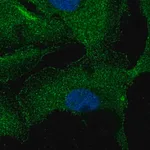 Merck Anti-ZNF785 antibody produced in rabbit