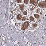 Merck Anti-PALMD antibody produced in rabbit