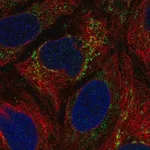 Merck Anti-IBA57 antibody produced in rabbit