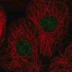 Merck Anti-GSG2 antibody produced in rabbit