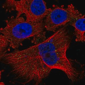 Merck Anti-PLGLB1 antibody produced in rabbit
