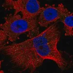 Merck Anti-PLGLB1 antibody produced in rabbit