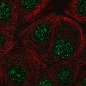Merck Anti-FBXO36 antibody produced in rabbit