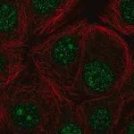 Merck Anti-FBXO36 antibody produced in rabbit