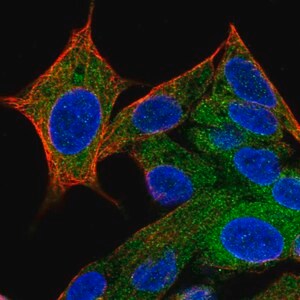Merck Anti-HPCAL4 antibody produced in rabbit