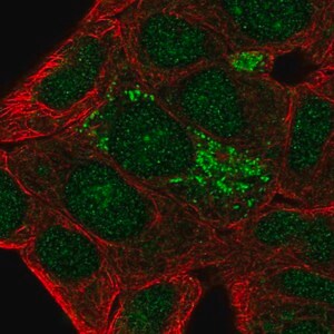 Merck Anti-DHRS2 antibody produced in rabbit