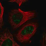 Merck Anti-PELP1 antibody produced in rabbit