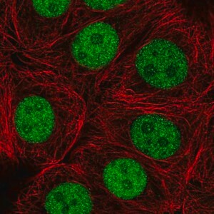 Merck Anti-ZRANB2 antibody produced in rabbit