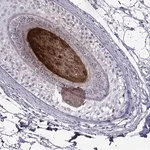 Merck Anti-KRTAP11-1 antibody produced in rabbit