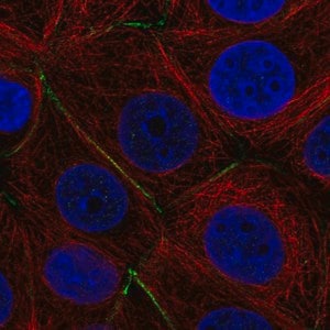 Merck Anti-PTPRK antibody produced in rabbit