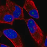 Merck Anti-ZNF136 antibody produced in rabbit
