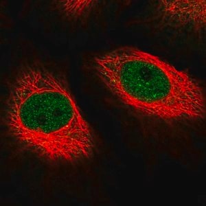 Merck Anti-MED10 antibody produced in rabbit