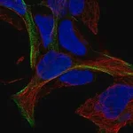 Merck Anti-MAGEF1 antibody produced in rabbit