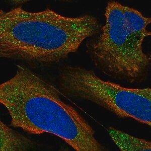 Merck Anti-PRKCE antibody produced in rabbit