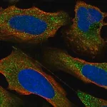 Merck Anti-PRKCE antibody produced in rabbit