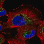 Merck Anti-NME7 antibody produced in rabbit