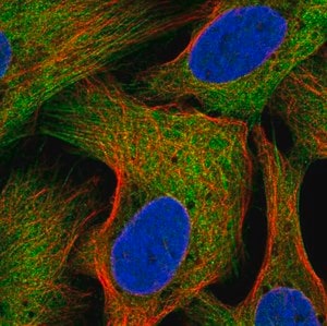 Merck Anti-SEC16B antibody produced in rabbit