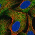 Merck Anti-SEC16B antibody produced in rabbit