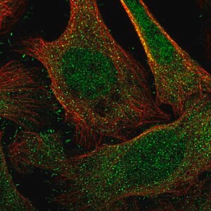 Merck Anti-DCAF6 antibody produced in rabbit