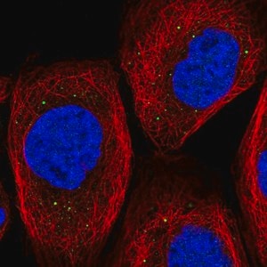 Merck Anti-TIPRL antibody produced in rabbit