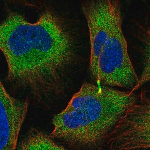 Merck Anti-TRIM45 antibody produced in rabbit