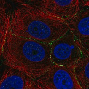Merck Anti-PLEKHA6 antibody produced in rabbit